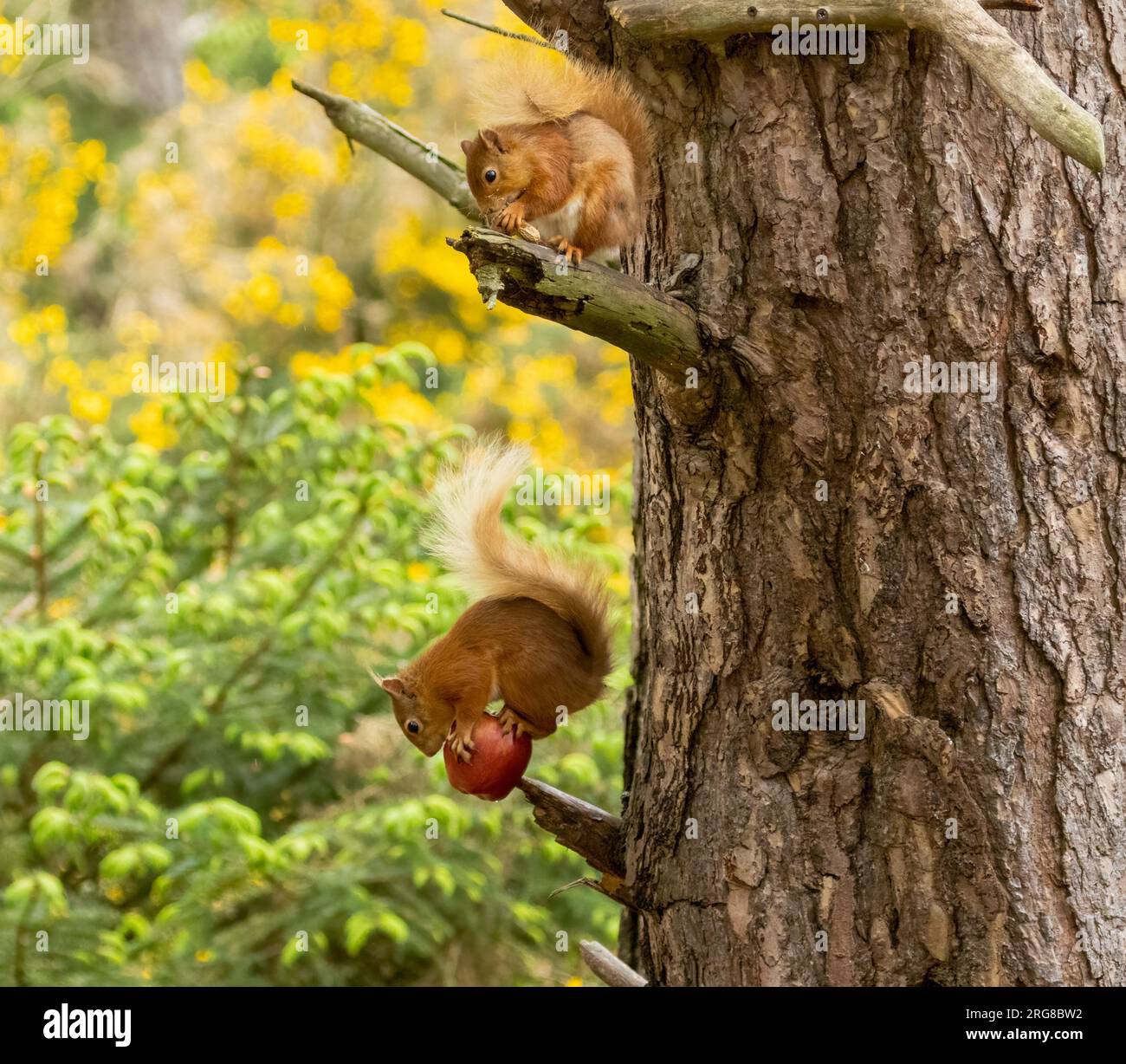 Due piccoli scoiattoli rossi scozzesi sullo stesso albero, uno che mangia una mela e l'altro sul ramo sopra nel bosco Foto Stock