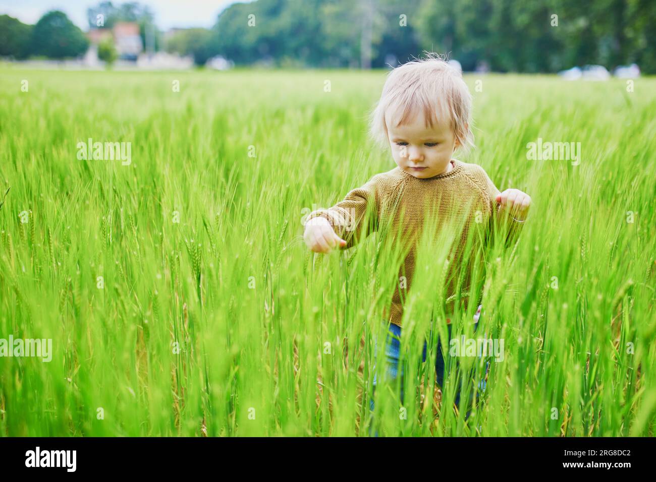 Adorabile bambina che cammina su un campo di grano verde. Bambini piccoli che si divertono all'aperto. Ragazzo che esplora la natura Foto Stock