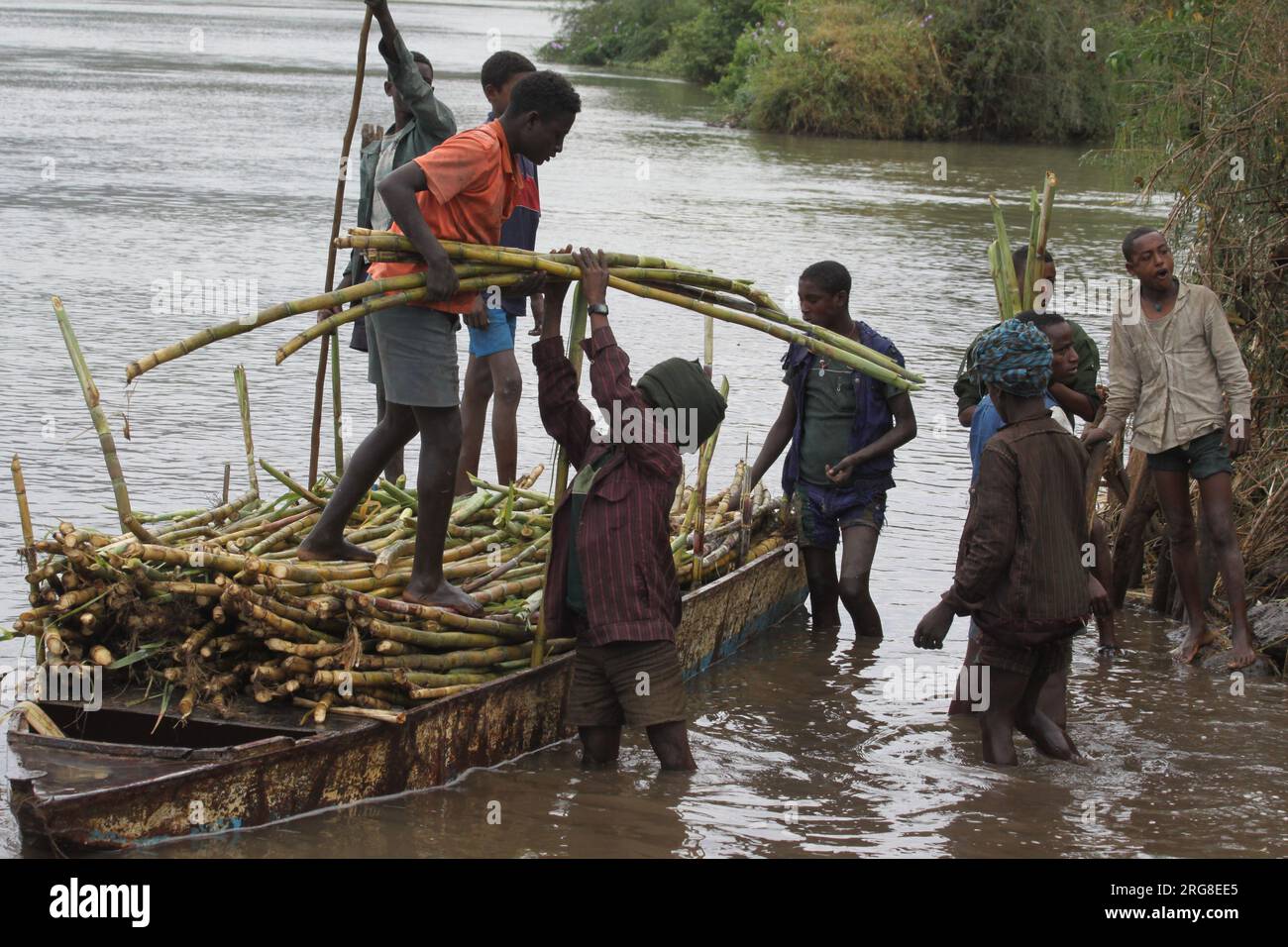 Raccolta di canna da zucchero nella regione del Nilo Azzurro in Etiopia il Nilo Azzurro è un fiume che ha origine nel lago Tana in Etiopia. È uno dei due maggiori tr Foto Stock