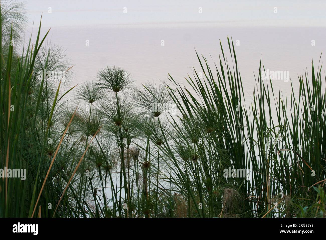 Canne e papiro che crescono sulle rive del lago Tana, Etiopia Foto Stock