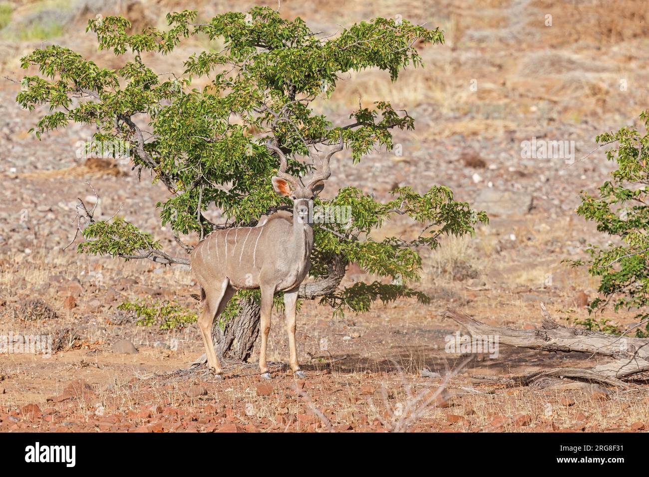 Greater Kudu, Torra Conservancy, Palmwag, Namibia, marzo 2023 Foto Stock