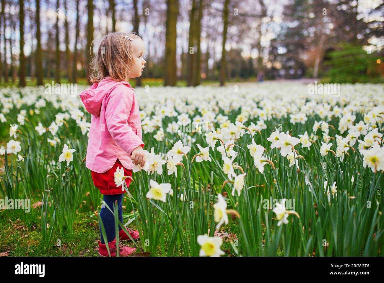 Adorabile bambina che cammina nel campo con jonquils in fiore. Bambini che esplorano la natura Foto Stock