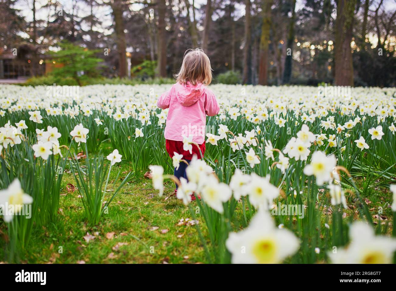 Adorabile bambina che cammina nel campo con jonquils in fiore. Bambini che esplorano la natura Foto Stock