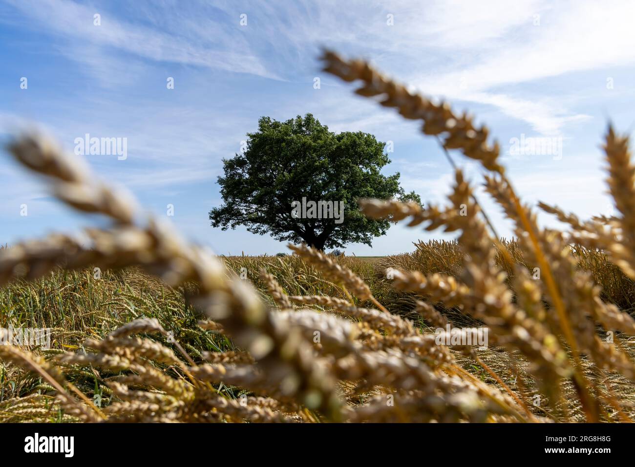 Una quercia con fogliame verde in un campo con grano giallo, una quercia solitaria che cresce in un campo tra grano dorato Foto Stock