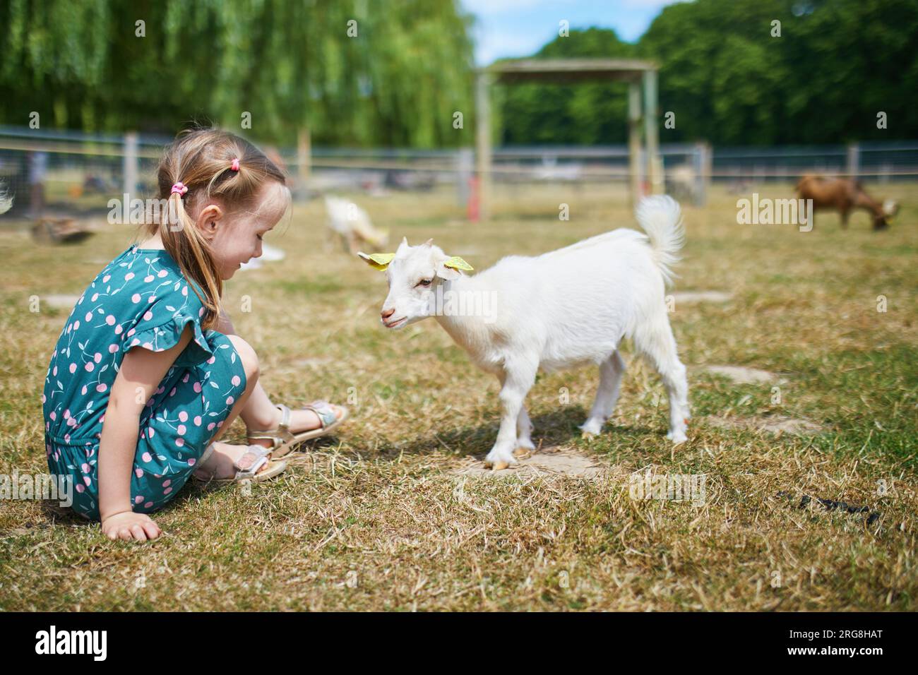 Adorabile bambina in età prescolare che gioca con l'agnello in fattoria. Bambino che si familiarizza con gli animali. Agricoltura e giardinaggio per bambini piccoli. Estate all'aperto Foto Stock