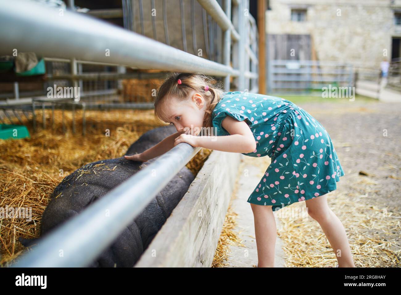 Adorabile bambina in età prescolare che accarezza il maiale in fattoria. Bambino che si familiarizza con gli animali. Agricoltura e giardinaggio per bambini piccoli. Spettacoli estivi all'aperto Foto Stock
