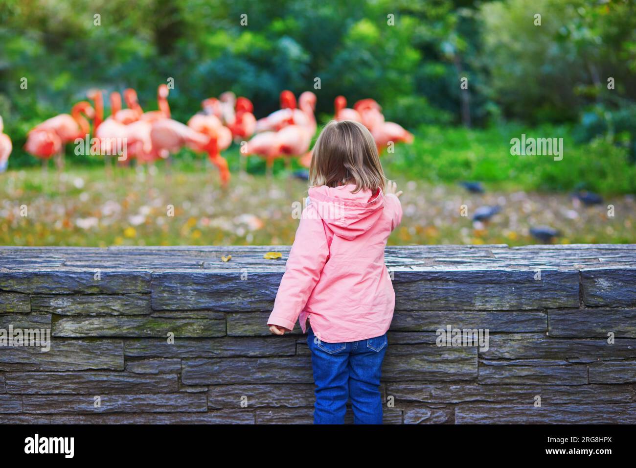 Bambina che guarda molti fenicotteri rosa allo zoo di Parigi, in Francia. Bambini che esplorano la natura. Attività all'aperto per bambini Foto Stock
