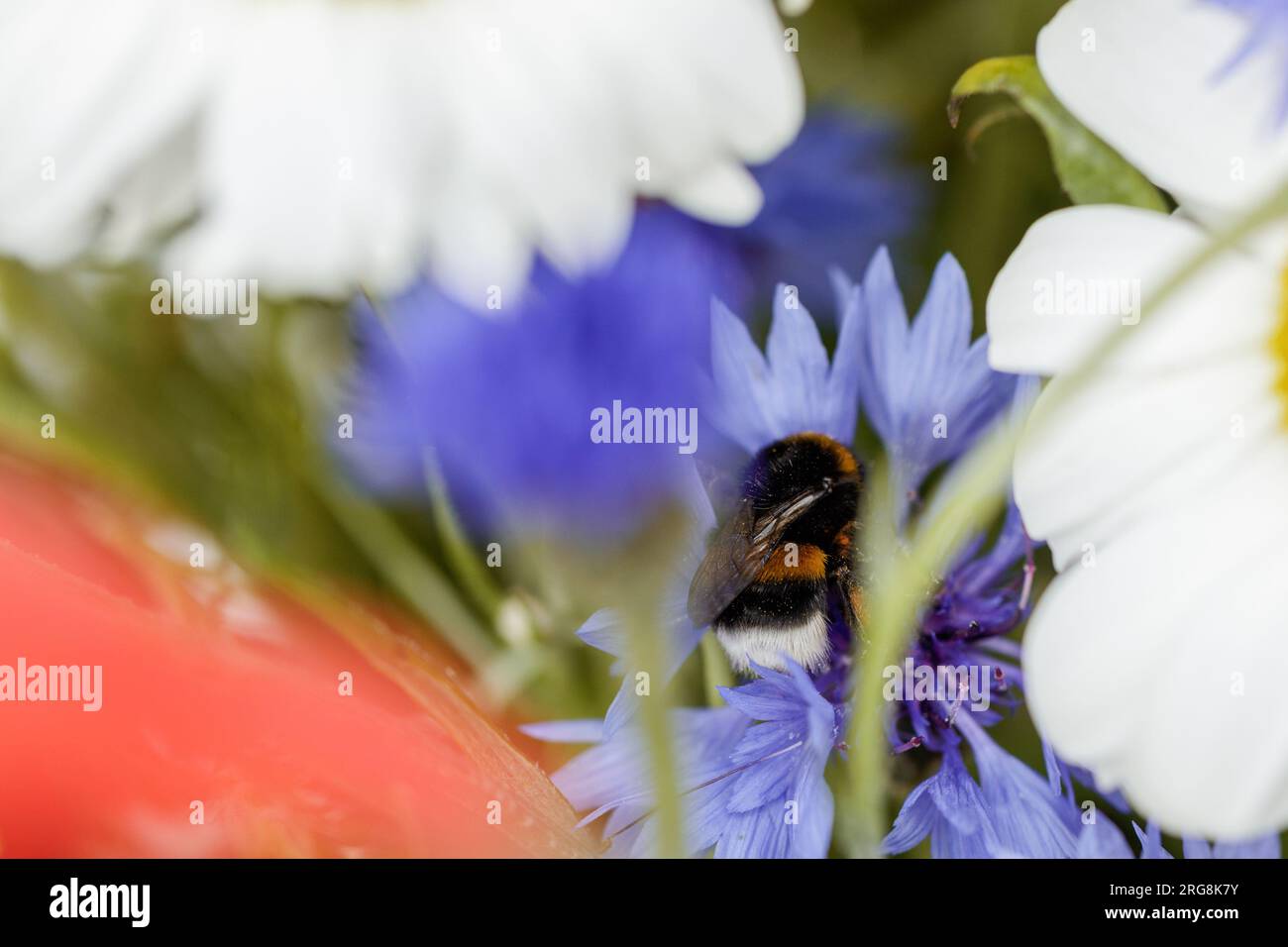 Nettare succhiante di Bumblebee Foto Stock