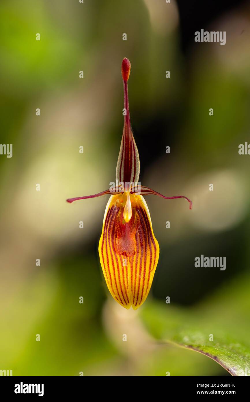Restrepia brachypus, un'orchidea in miniatura a crescita fresca proveniente dal Nord-Ovest del Sud America. In coltivazione. Foto Stock