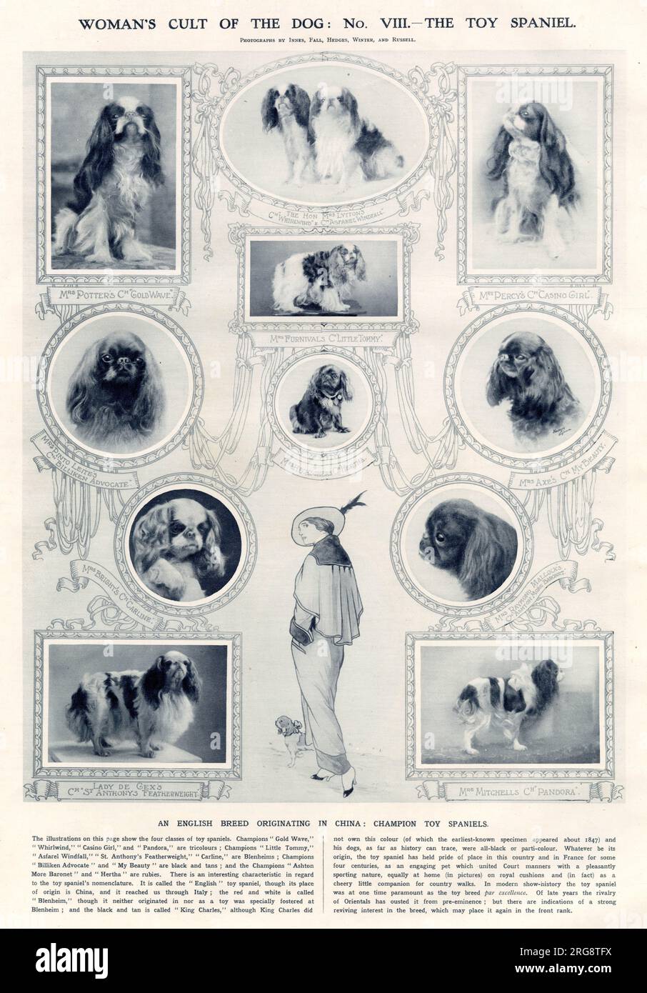 Il culto femminile del cane: No VIII - lo spaniel giocattolo (re Charles Spaniel) Foto Stock