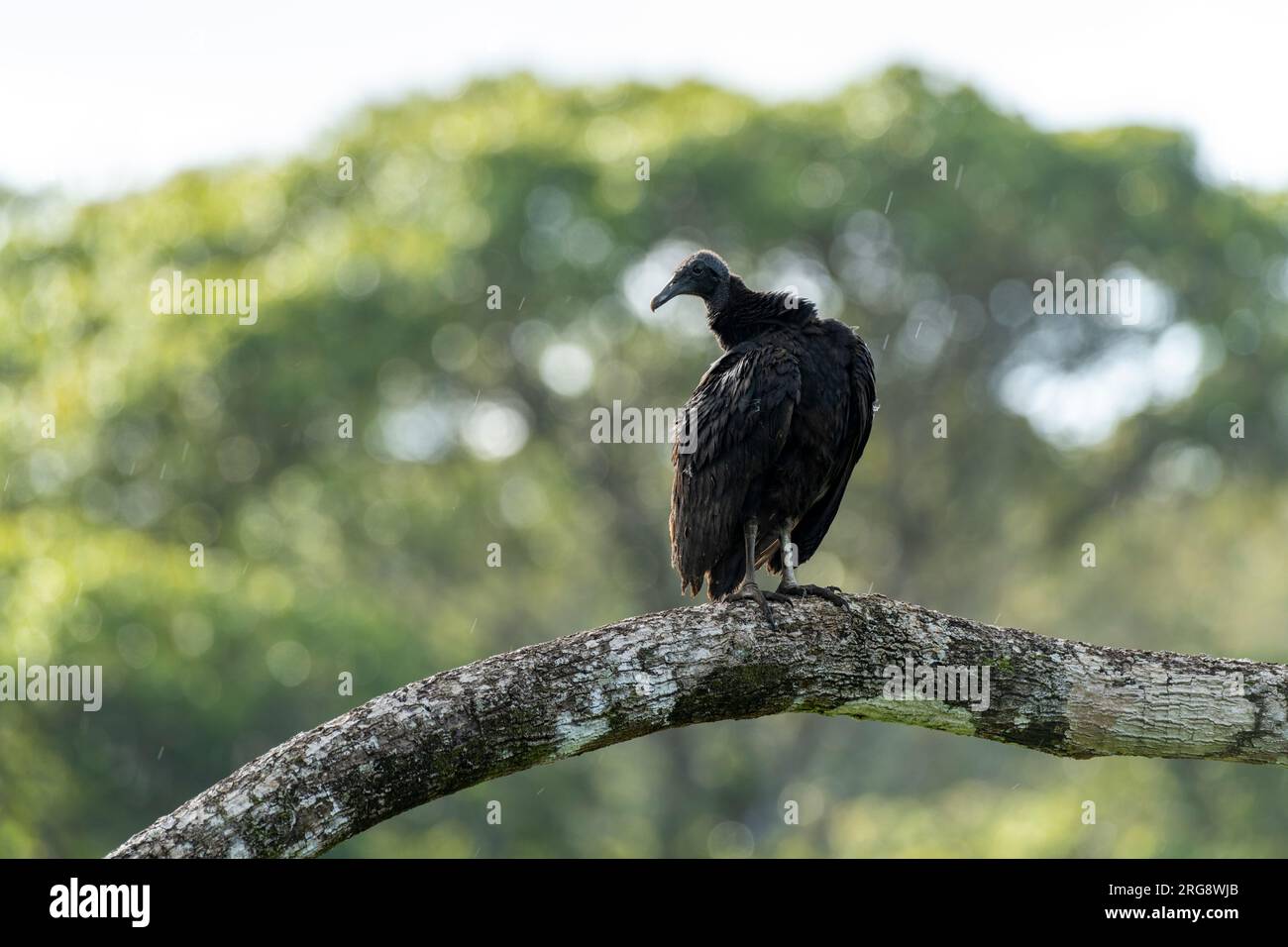 Avvoltoio nero (Coragyps atratus) arroccato nella foresta pluviale - foto stock Foto Stock