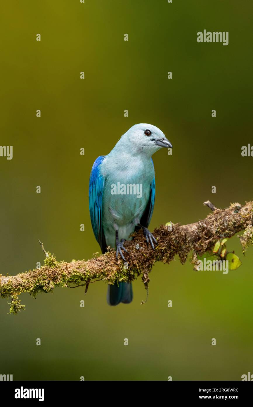 Tanager di Sayaca (Thraupis sayaca) nella foresta pluviale della Costa Rica, arroccato su un ramo - foto di scorta Foto Stock