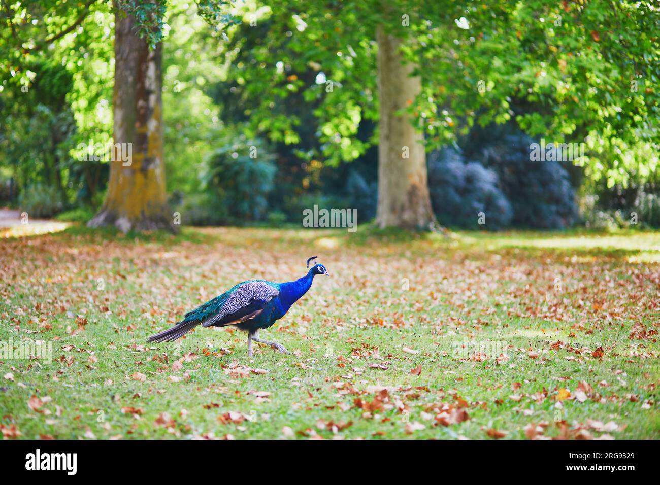 Pavoni nel parco Bagatelle di Bois de Boulogne a Parigi, Francia Foto Stock