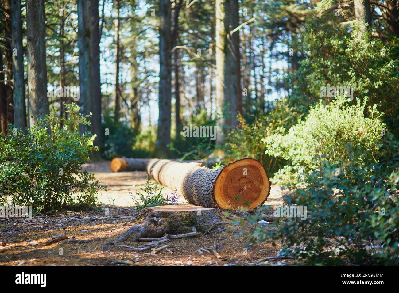 Splendida foresta di cedri (la foret des cedres) con ottimi sentieri per escursioni a piedi e a piedi e viste panoramiche vicino a Bonnieux, Luberon, Provenza, Franc meridionale Foto Stock