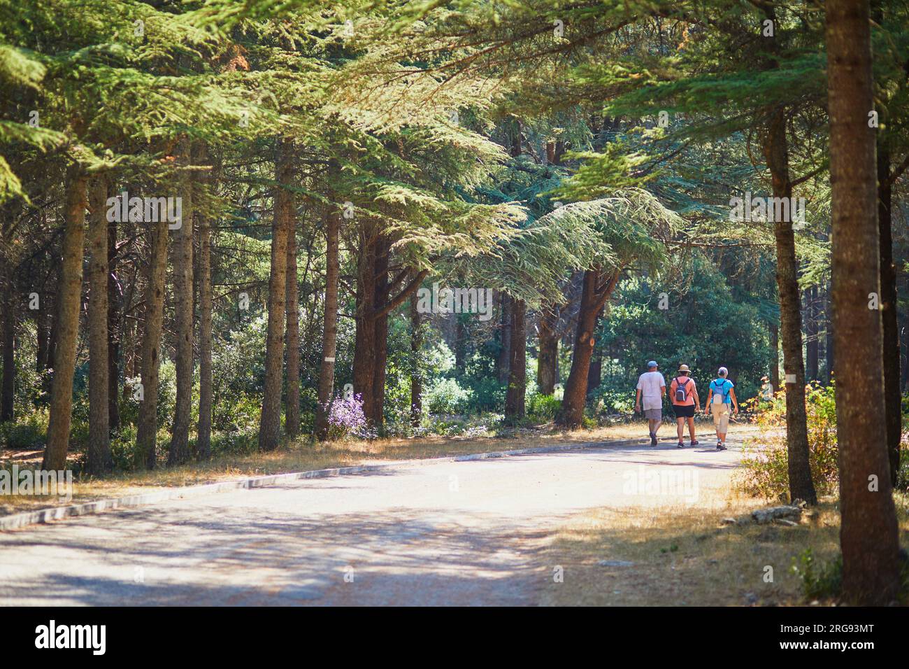 Splendida foresta di cedri (la foret des cedres) con ottimi sentieri per escursioni a piedi e a piedi e viste panoramiche vicino a Bonnieux, Luberon, Provenza, Franc meridionale Foto Stock