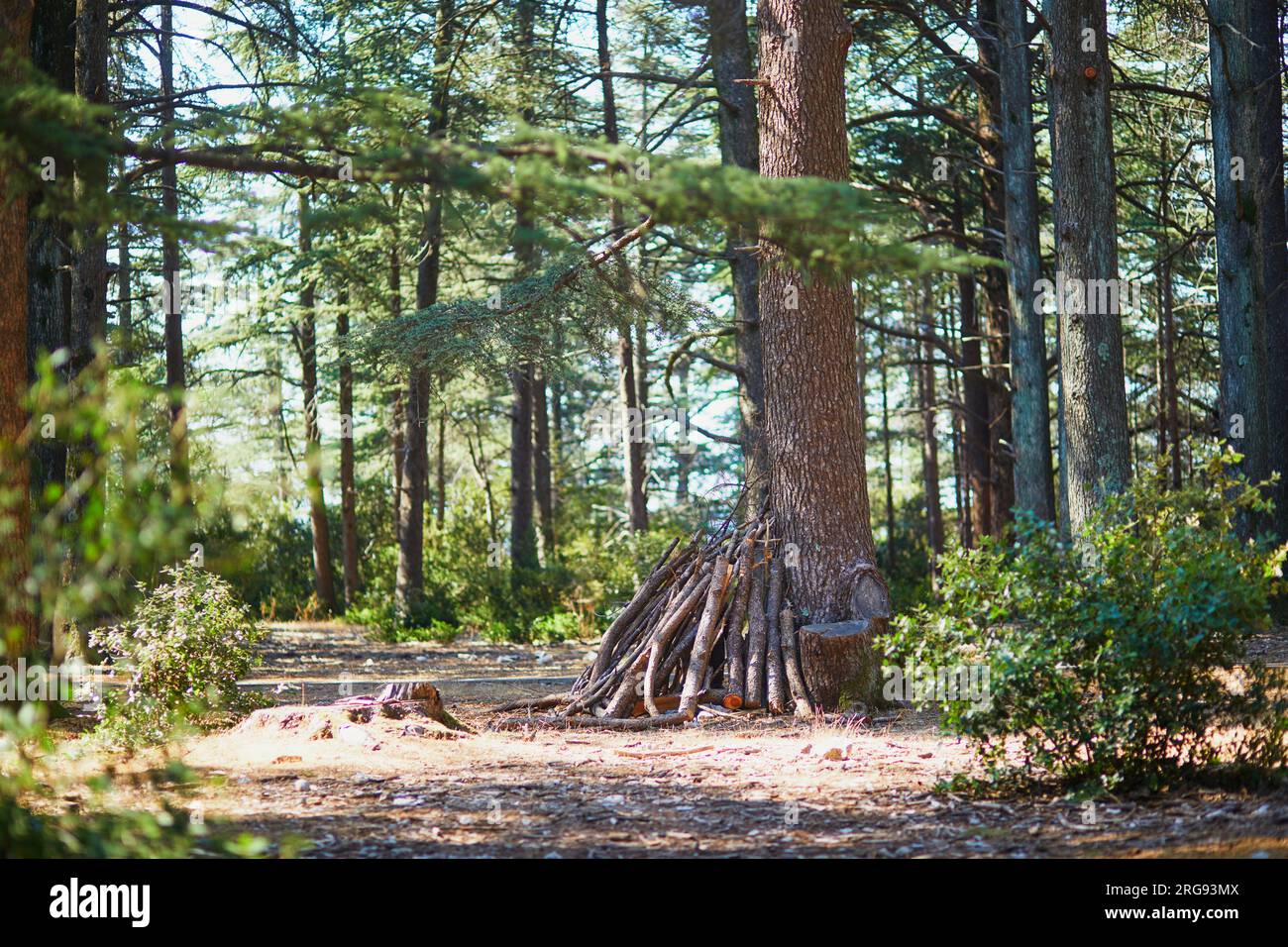 Splendida foresta di cedri (la foret des cedres) con ottimi sentieri per escursioni a piedi e a piedi e viste panoramiche vicino a Bonnieux, Luberon, Provenza, Franc meridionale Foto Stock