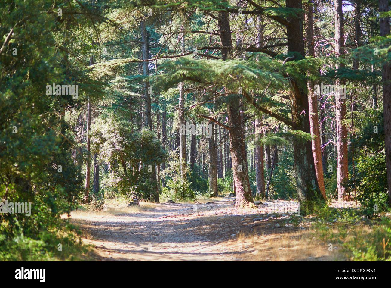 Splendida foresta di cedri (la foret des cedres) con ottimi sentieri per escursioni a piedi e a piedi e viste panoramiche vicino a Bonnieux, Luberon, Provenza, Franc meridionale Foto Stock
