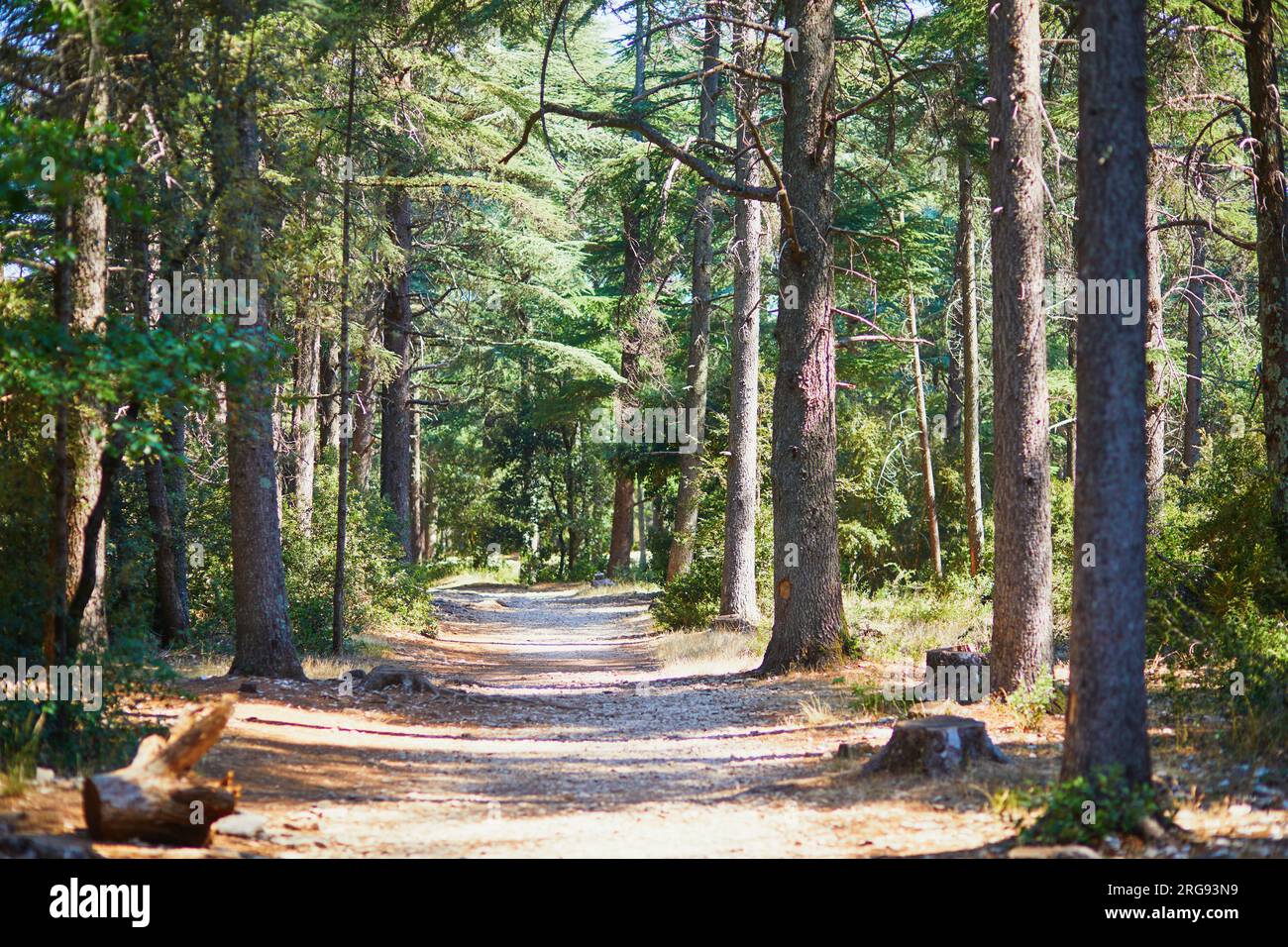Splendida foresta di cedri (la foret des cedres) con ottimi sentieri per escursioni a piedi e a piedi e viste panoramiche vicino a Bonnieux, Luberon, Provenza, Franc meridionale Foto Stock