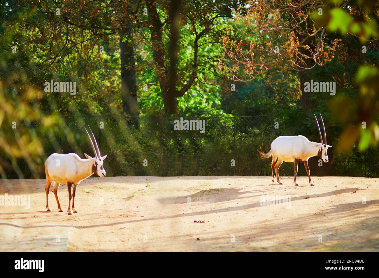 Due antilopi nello zoo del Jardin des Plantes, Parigi, Francia Foto Stock