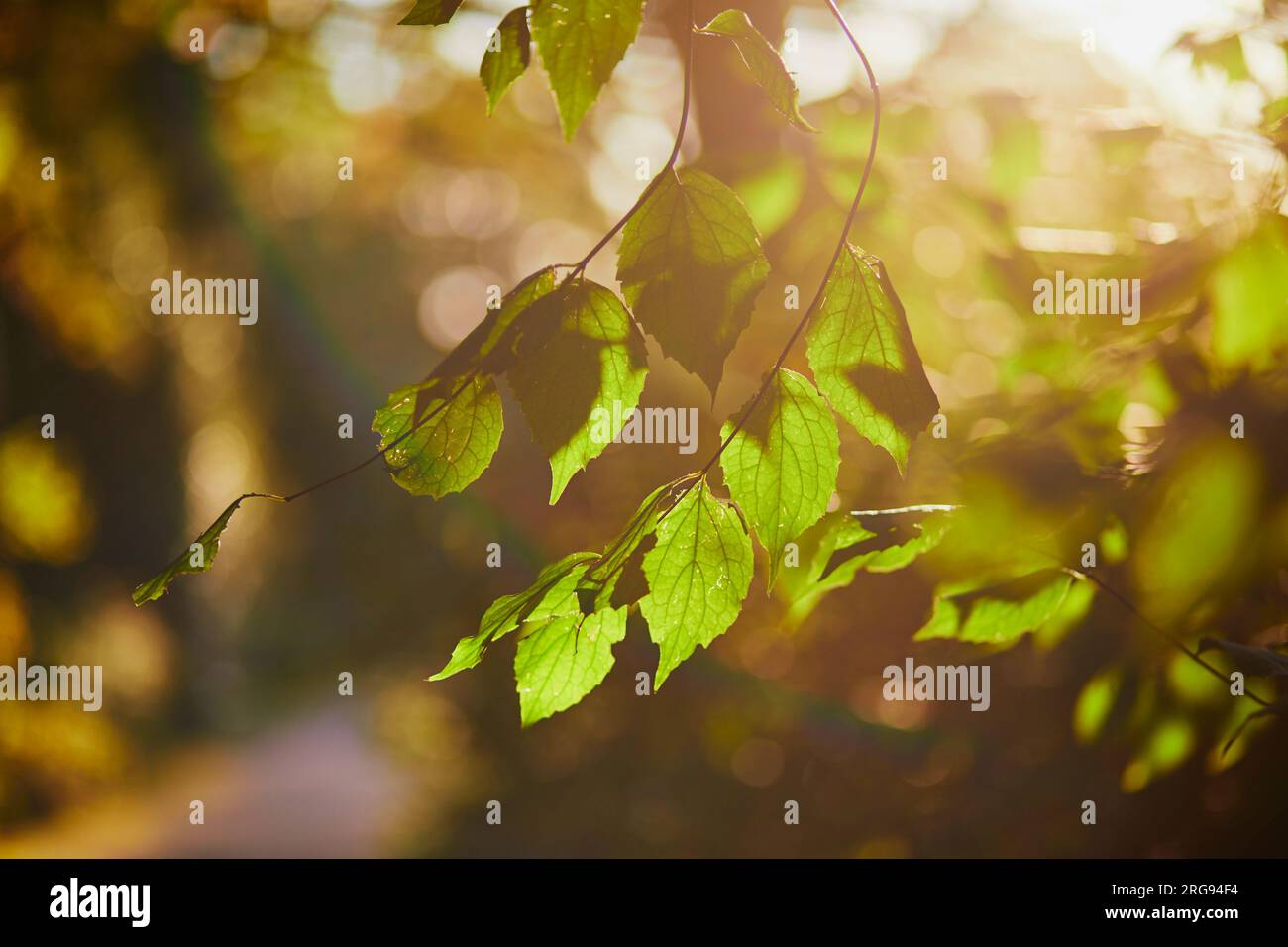 Foglie verdi e giallastro sul ramo degli alberi in una soleggiata giornata autunnale. Bellezza della natura autunnale Foto Stock