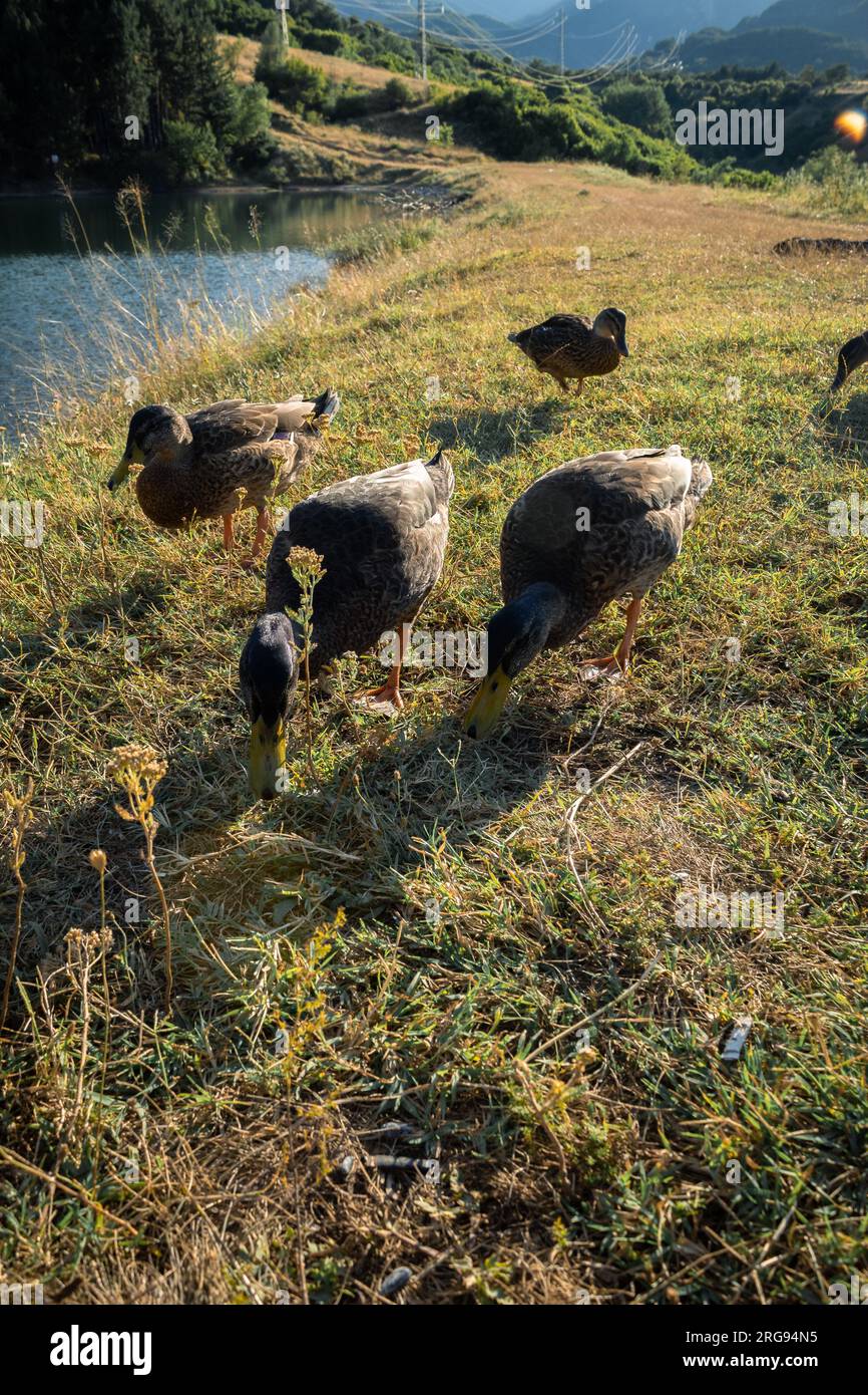 Dar da mangiare a anatre carine e amichevoli. Foto Stock