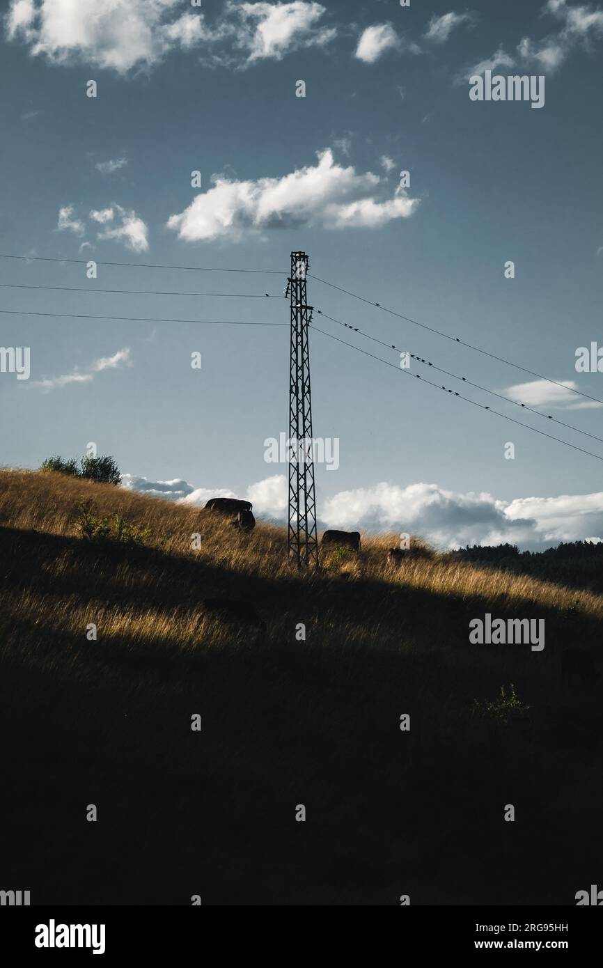 Palo elettrico su una collina con mucche sotto il cielo blu scuro. Foto Stock