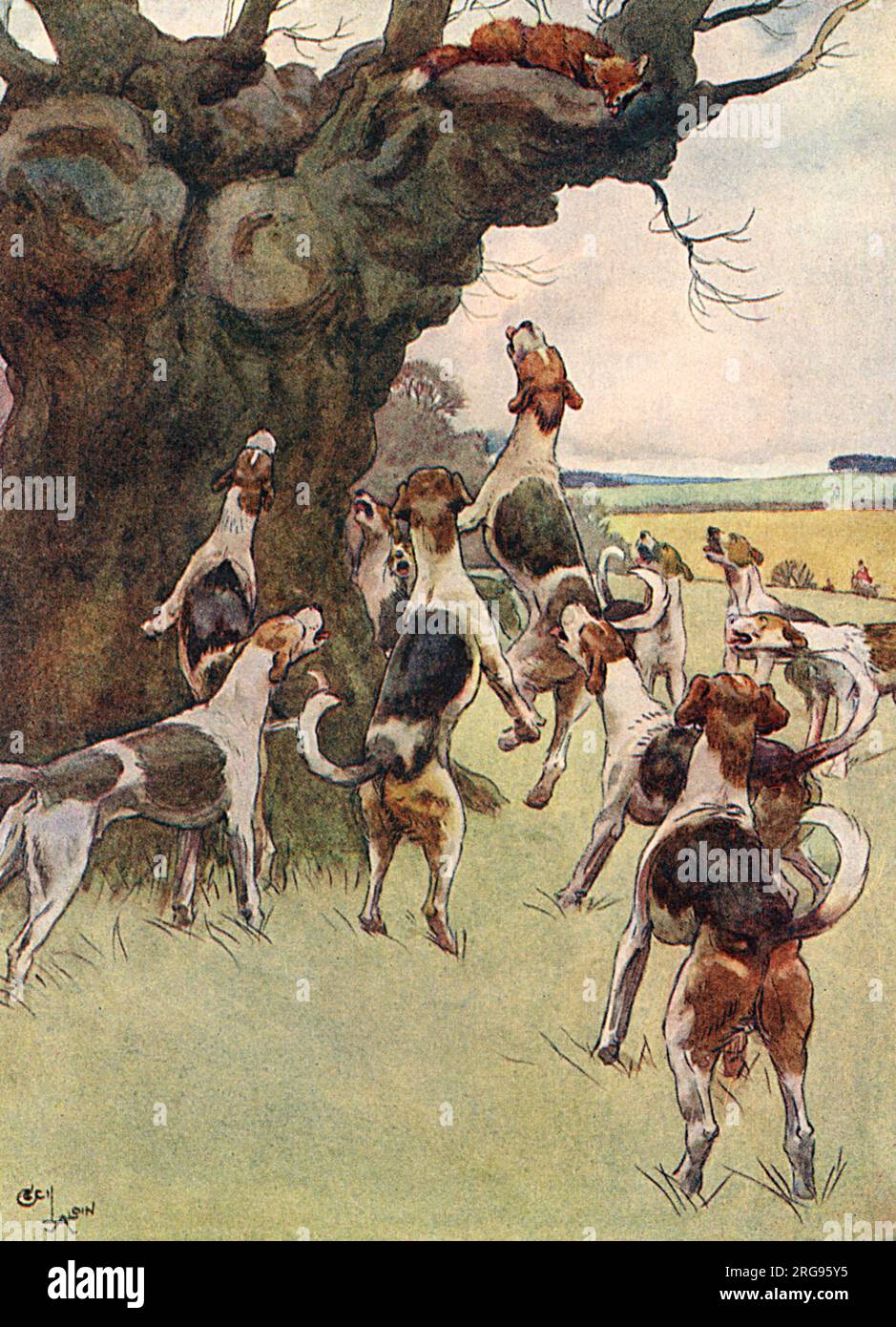 Illustrazione, White-Ear sfugge su un albero e guarda in basso i cani in rovina. Foto Stock
