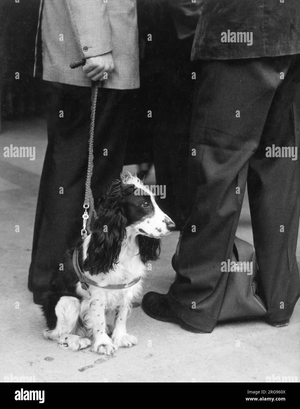Spaniel cane su un piombo. Foto Stock