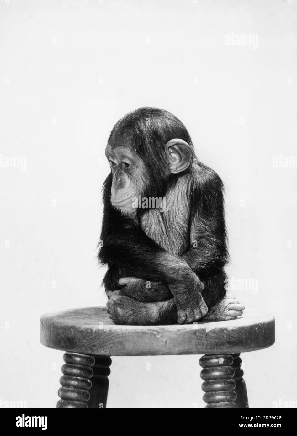 Scimpanzé bambino seduto su uno sgabello. Foto Stock