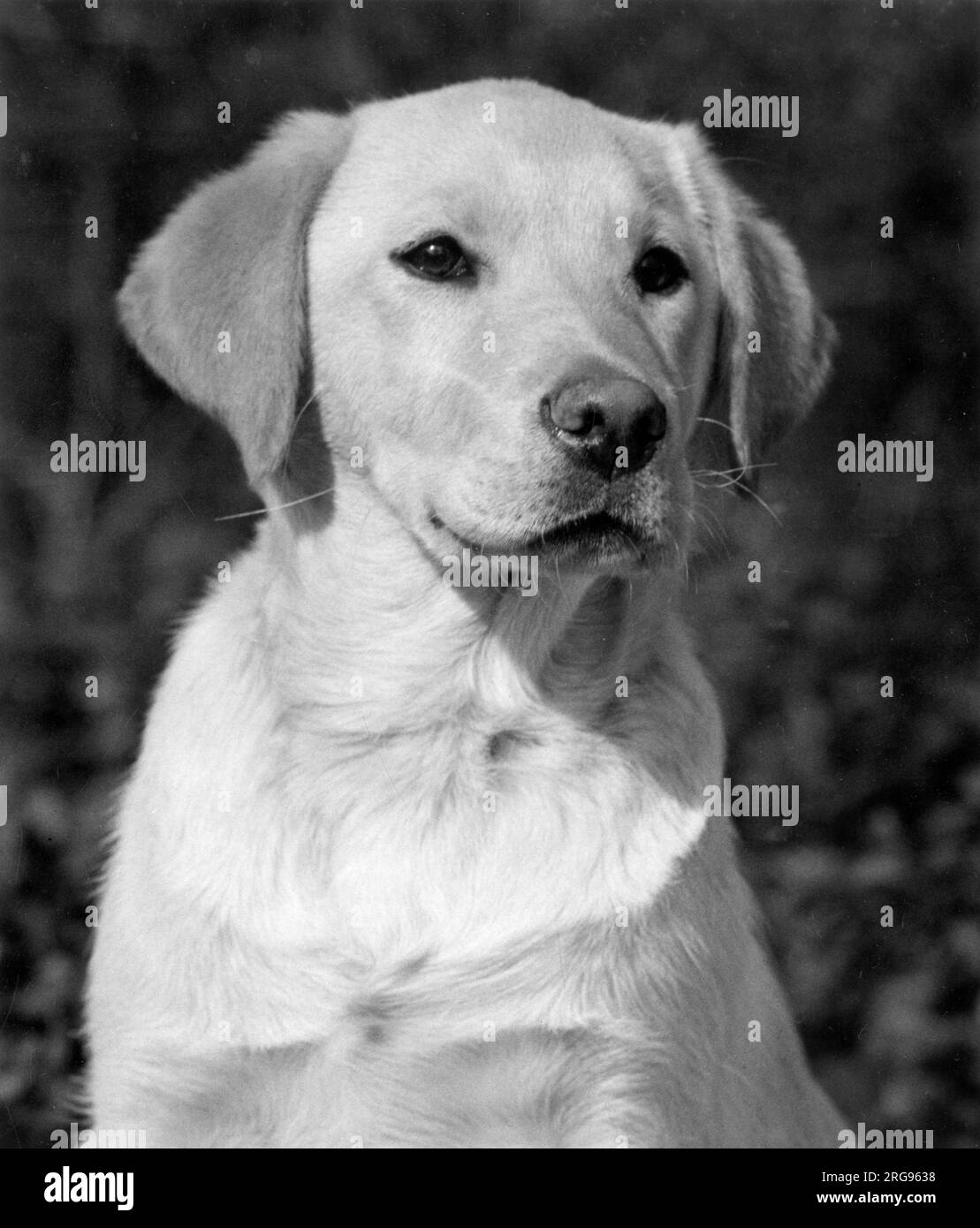 Il Labrador cane ritratto. Foto Stock