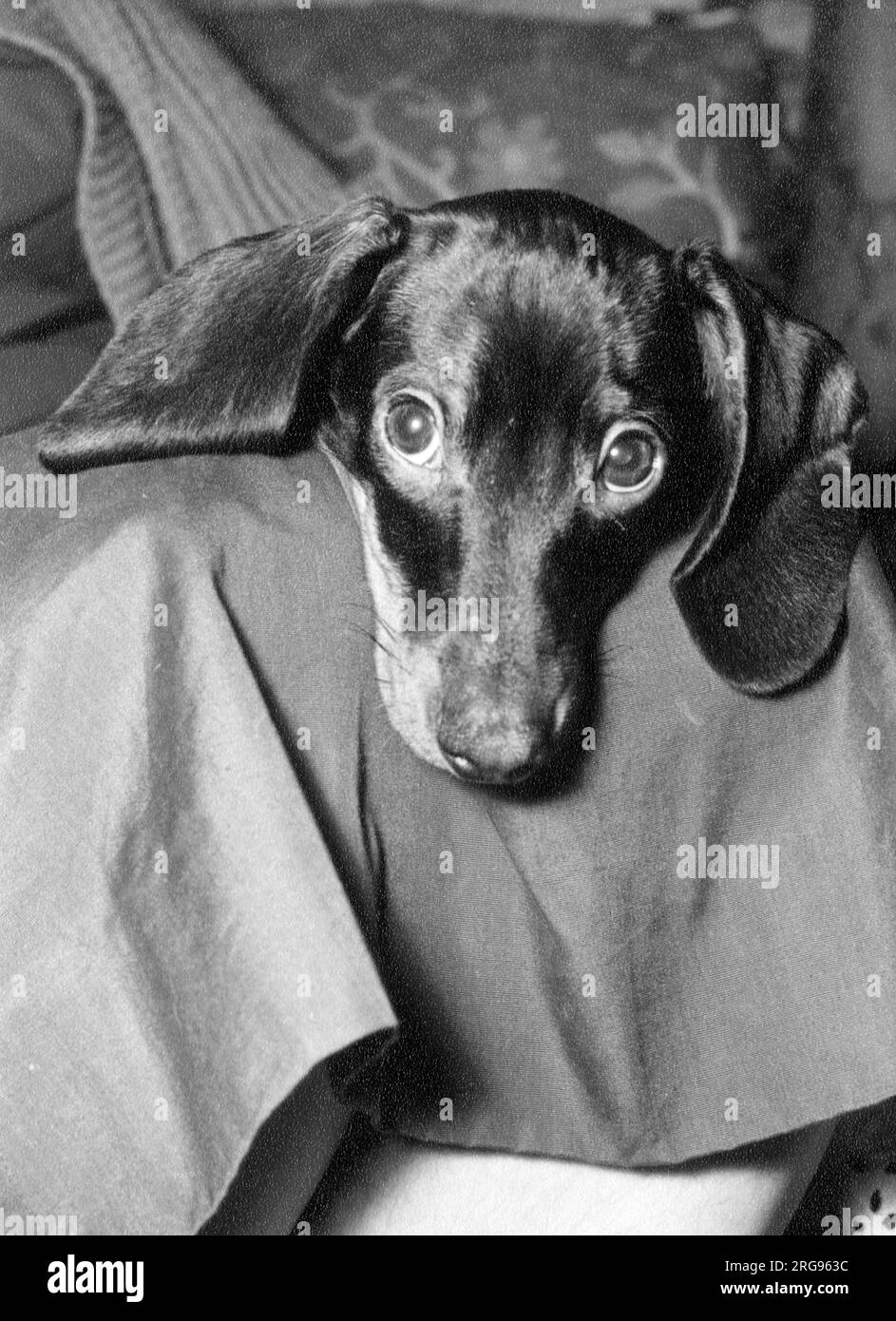 Carino dachshund seduto in grembo del suo proprietario. Foto Stock