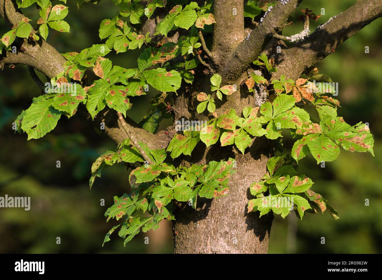 Aesculus hippocastanum, detto anche ippocastano, invaso da insetti verminali Cameraria ohridella. Le foglie degli alberi sono disertate, sembrano secche e arrugginite. Foto Stock