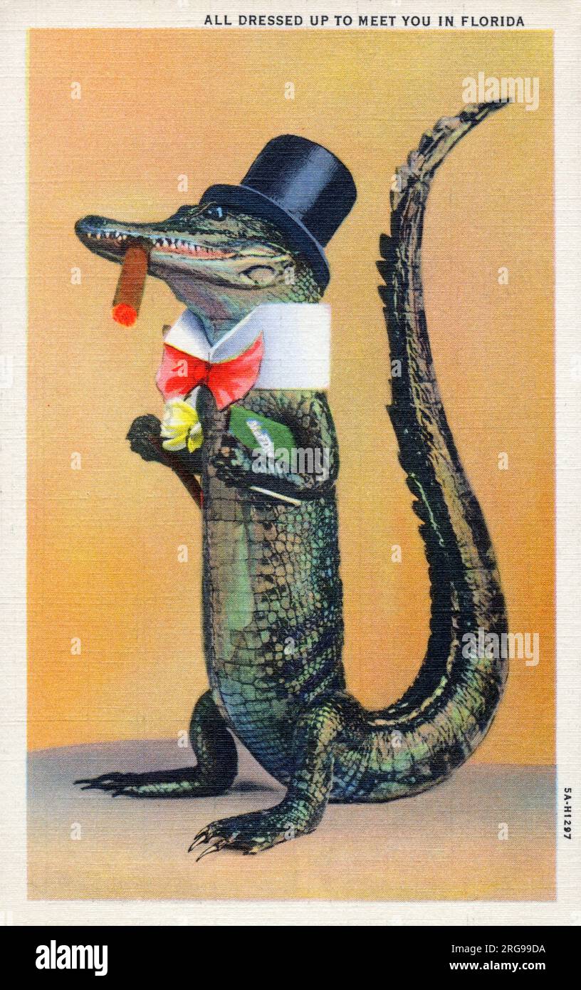Un alligatore - tutto vestito per incontrarti in Florida, USA. Foto Stock
