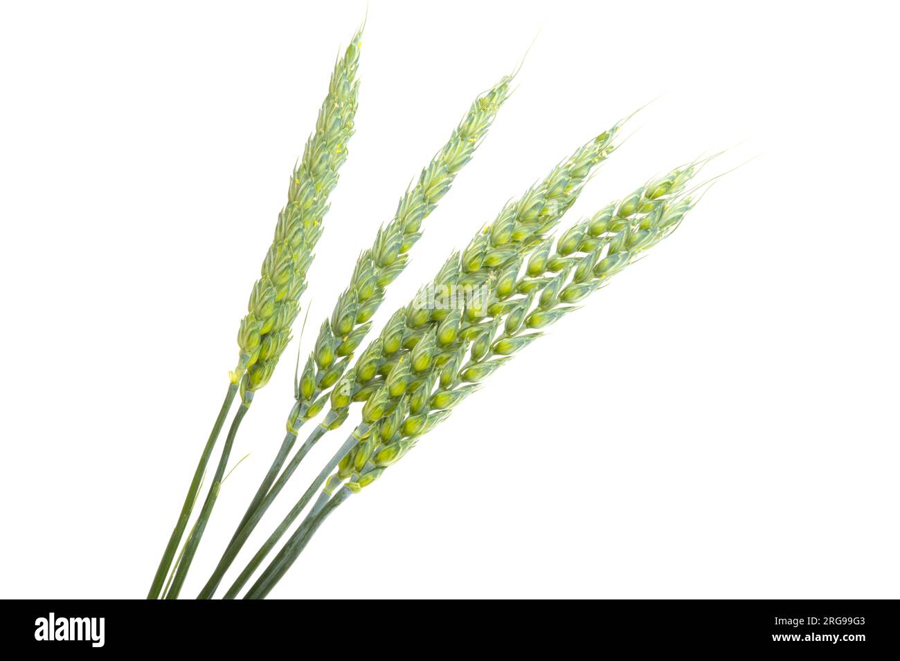 orecchio verde di grano isolato su sfondo bianco Foto Stock