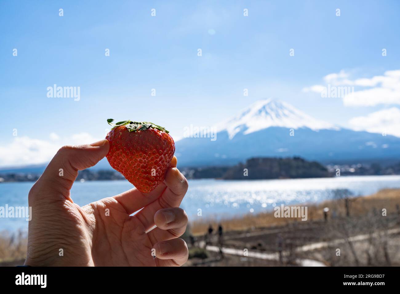 Mangiare fragole con vista sul monte Fuji Foto Stock