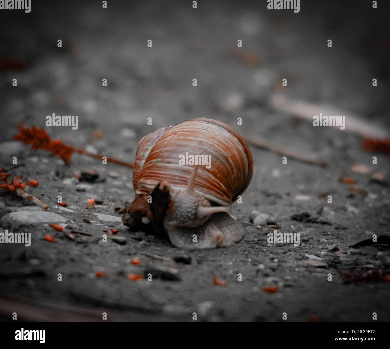 lumaca Foto Stock