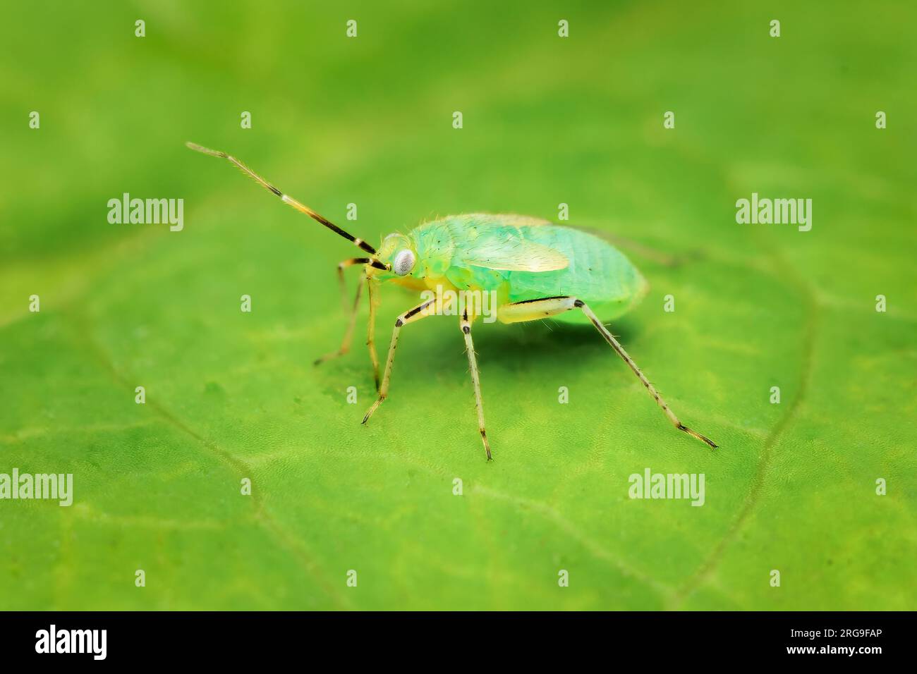 Piccola ninfa di Miridae che si nutre su una foglia verde con sfondo sfocato e spazio per la copia Foto Stock