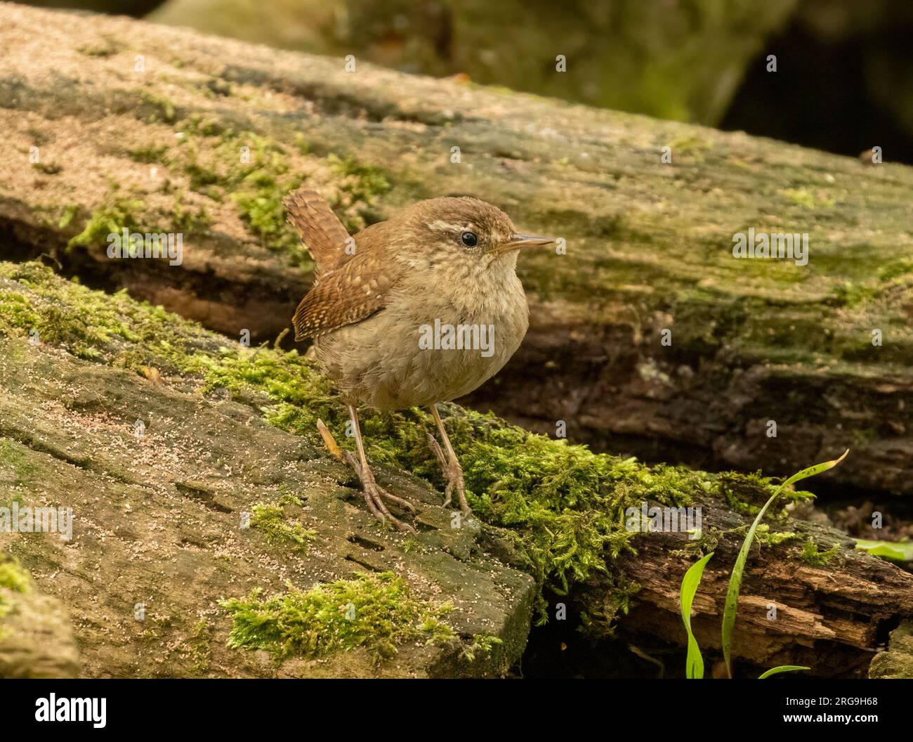 Piccolo uccello wren che cerca cibo intorno a vecchi tronchi d'albero nella foresta con sfondo naturale Foto Stock