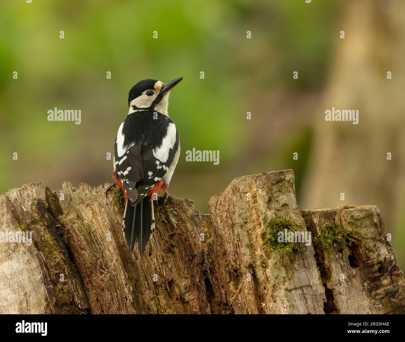 Ottimo picchio maculato che cerca cibo tra il legno della foresta Foto Stock