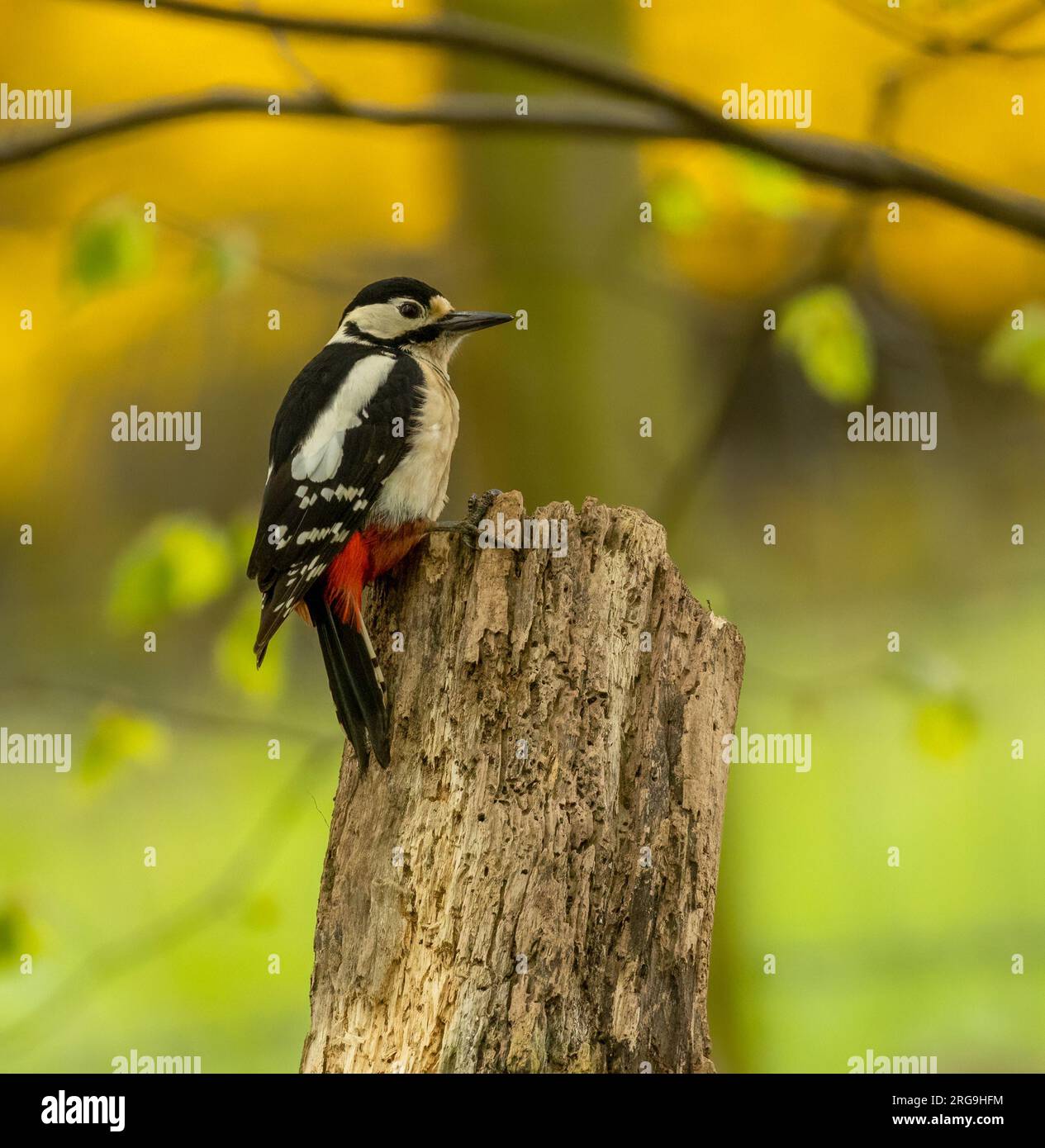 Ottimo picchio maculato che cerca cibo tra il legno della foresta Foto Stock
