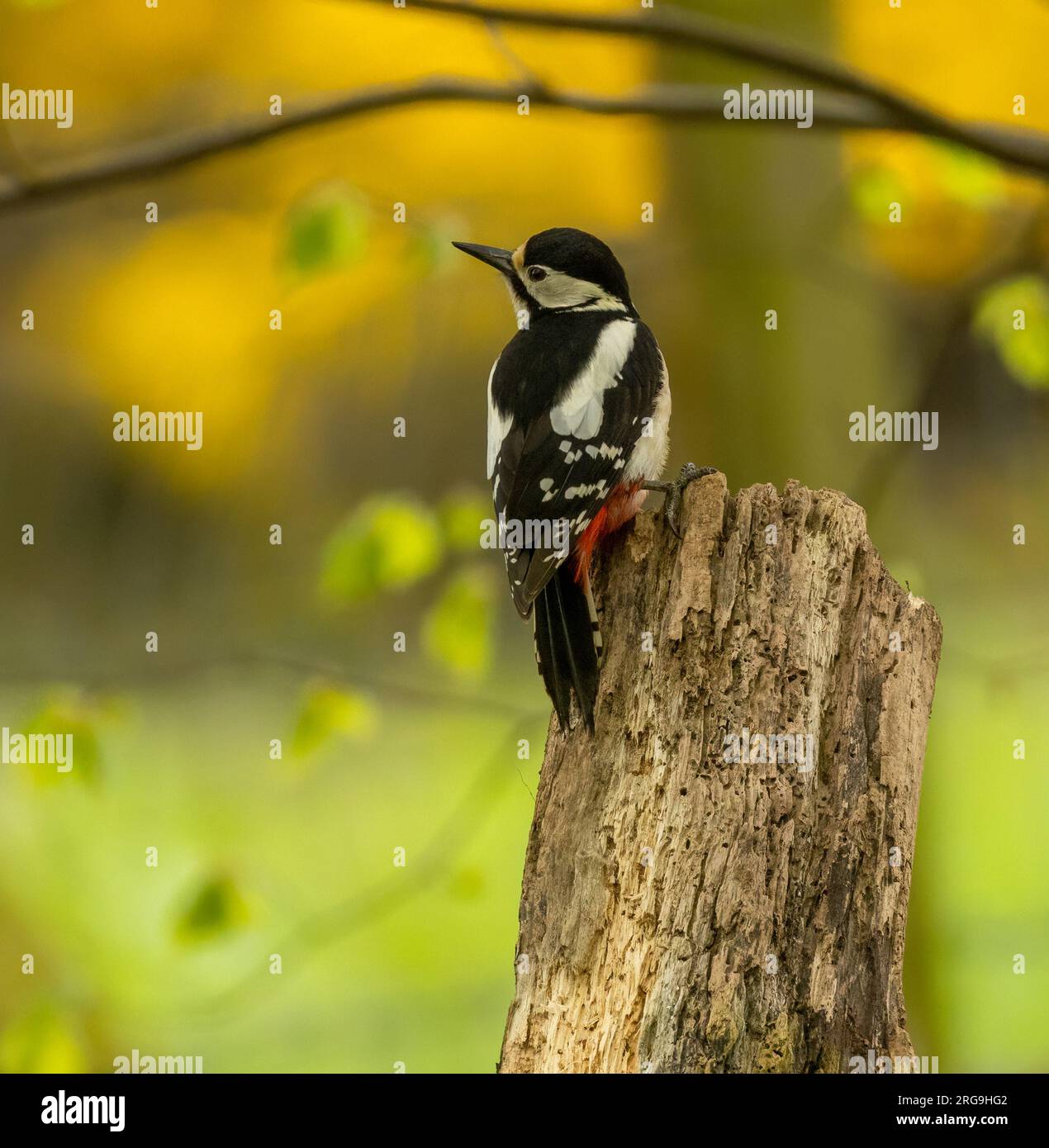Ottimo picchio maculato che cerca cibo tra il legno della foresta Foto Stock