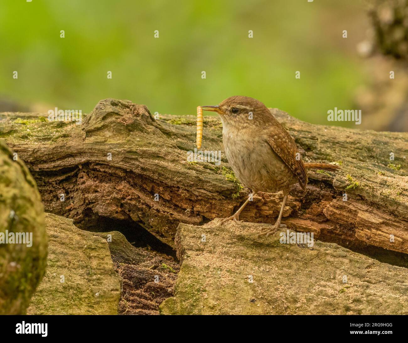 Piccolo uccello wren che cerca cibo intorno a vecchi tronchi d'albero nella foresta con sfondo naturale Foto Stock
