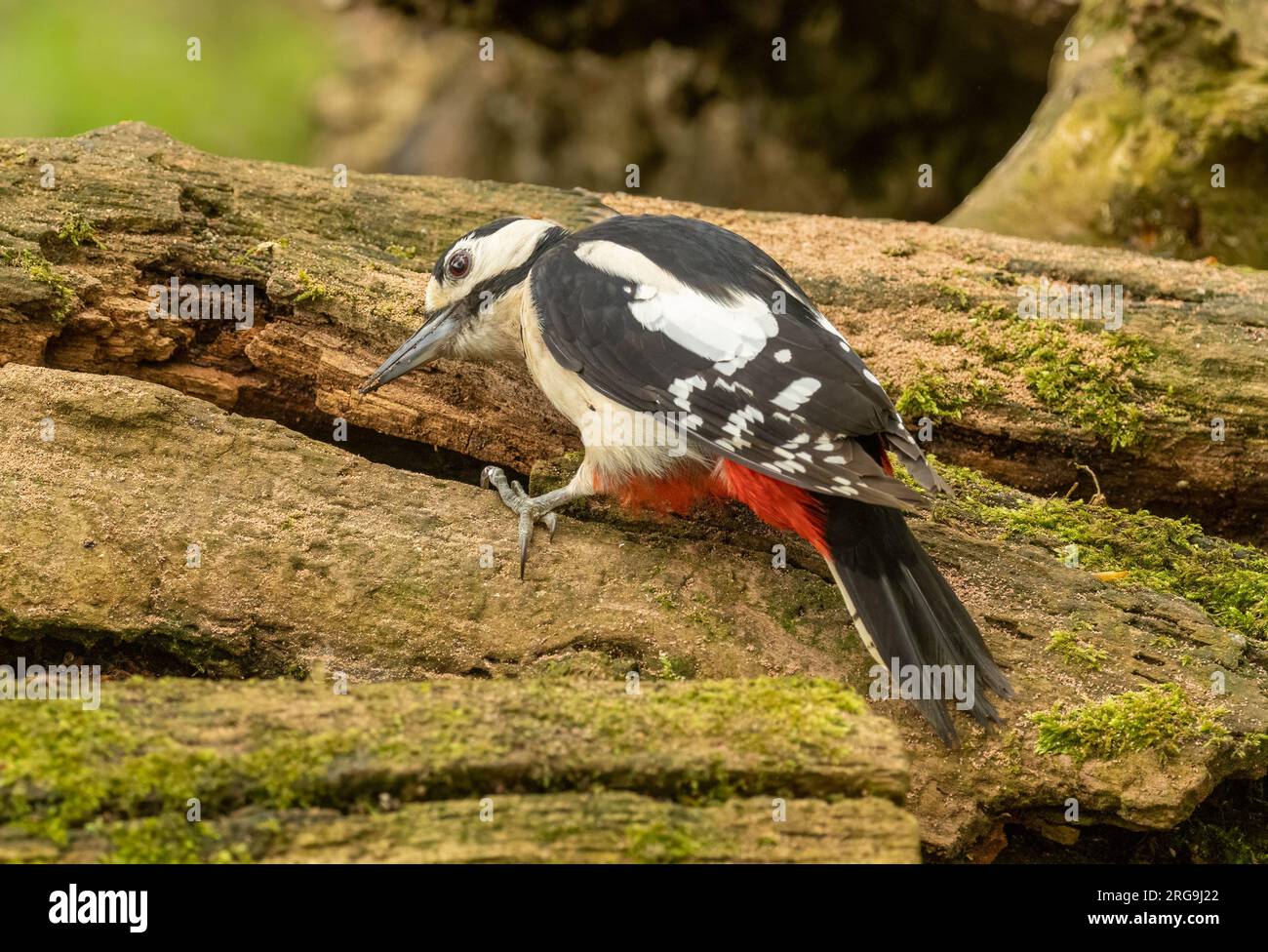 Ottimo picchio maculato che cerca cibo tra il legno della foresta Foto Stock