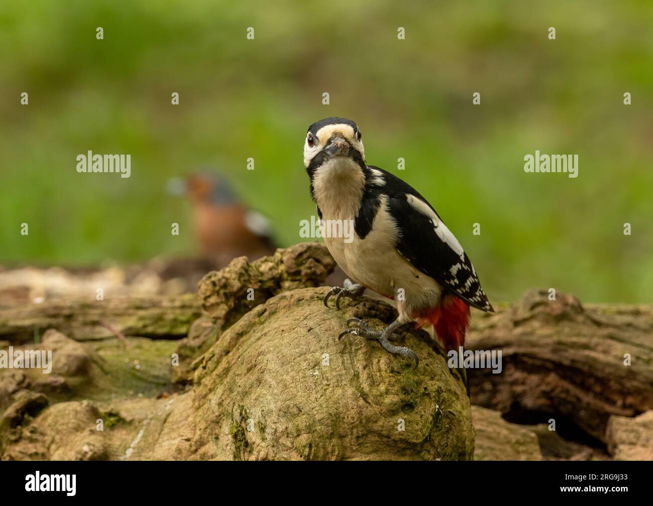 Ottimo picchio maculato che cerca cibo tra il legno della foresta Foto Stock