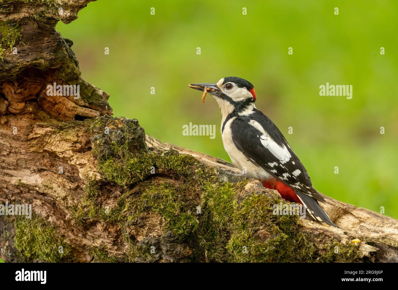 Ottimo picchio maculato che cerca cibo tra il legno della foresta Foto Stock