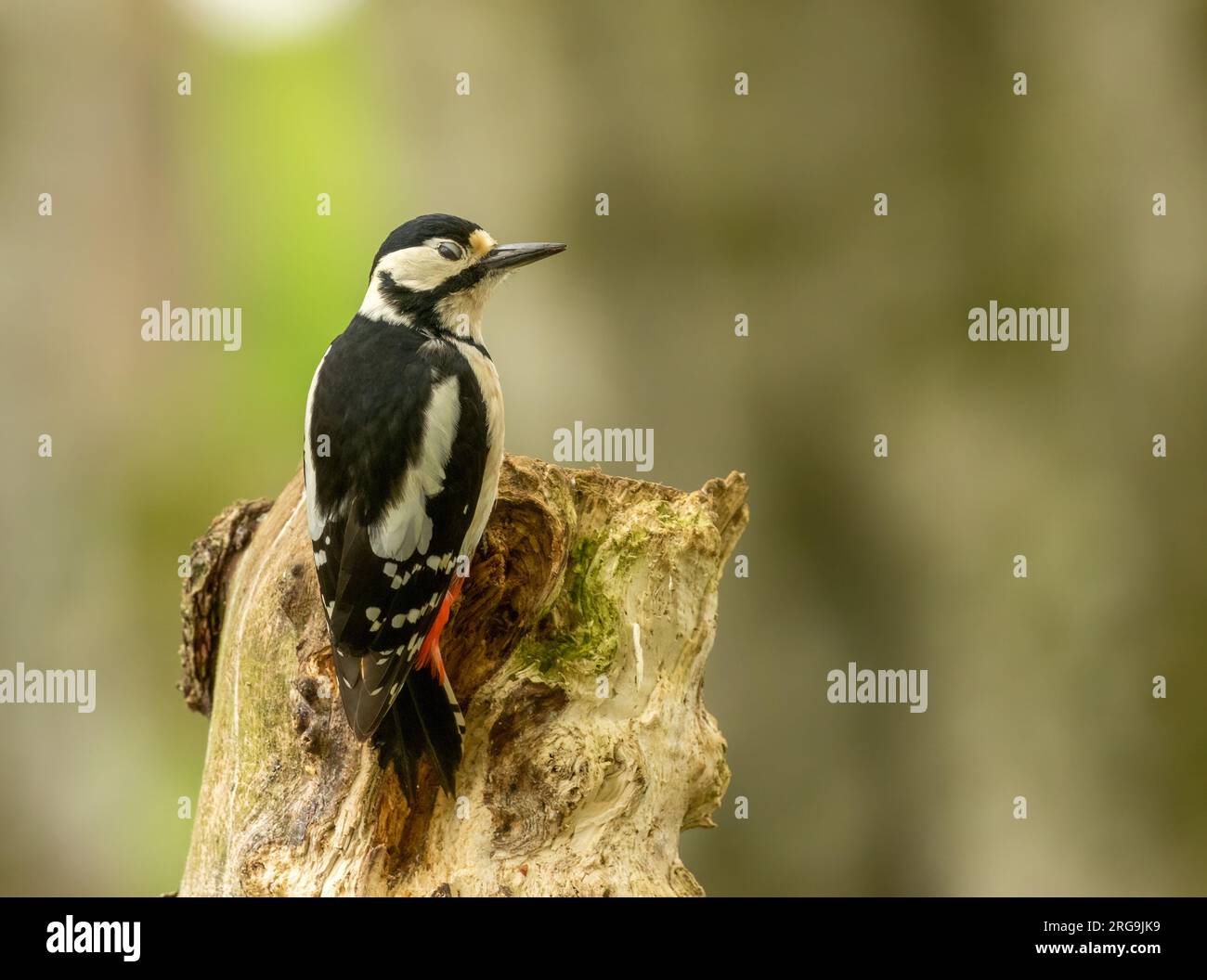 Ottimo picchio maculato che cerca cibo tra il legno della foresta Foto Stock