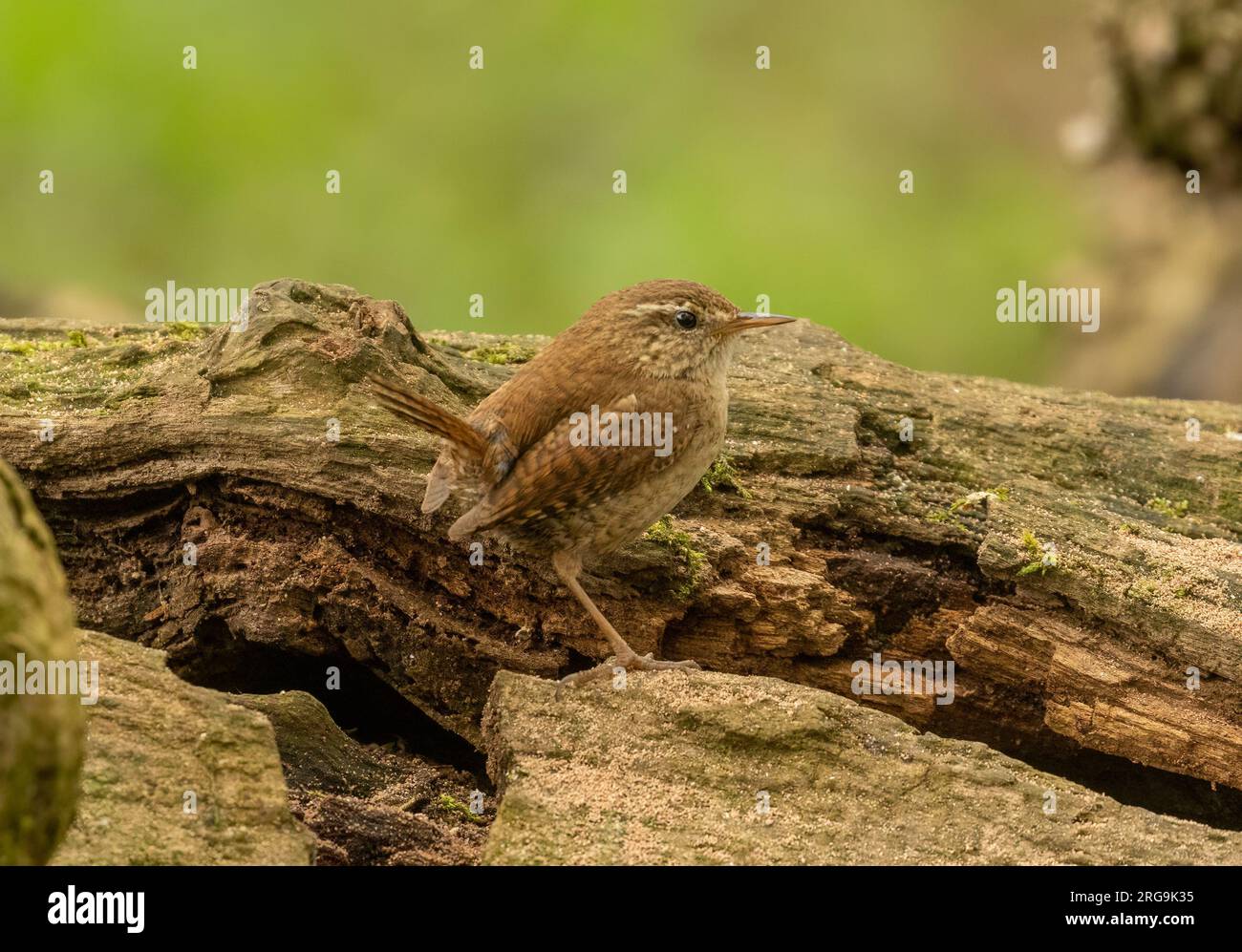 Piccolo uccello wren che cerca cibo intorno a vecchi tronchi d'albero nella foresta con sfondo naturale Foto Stock