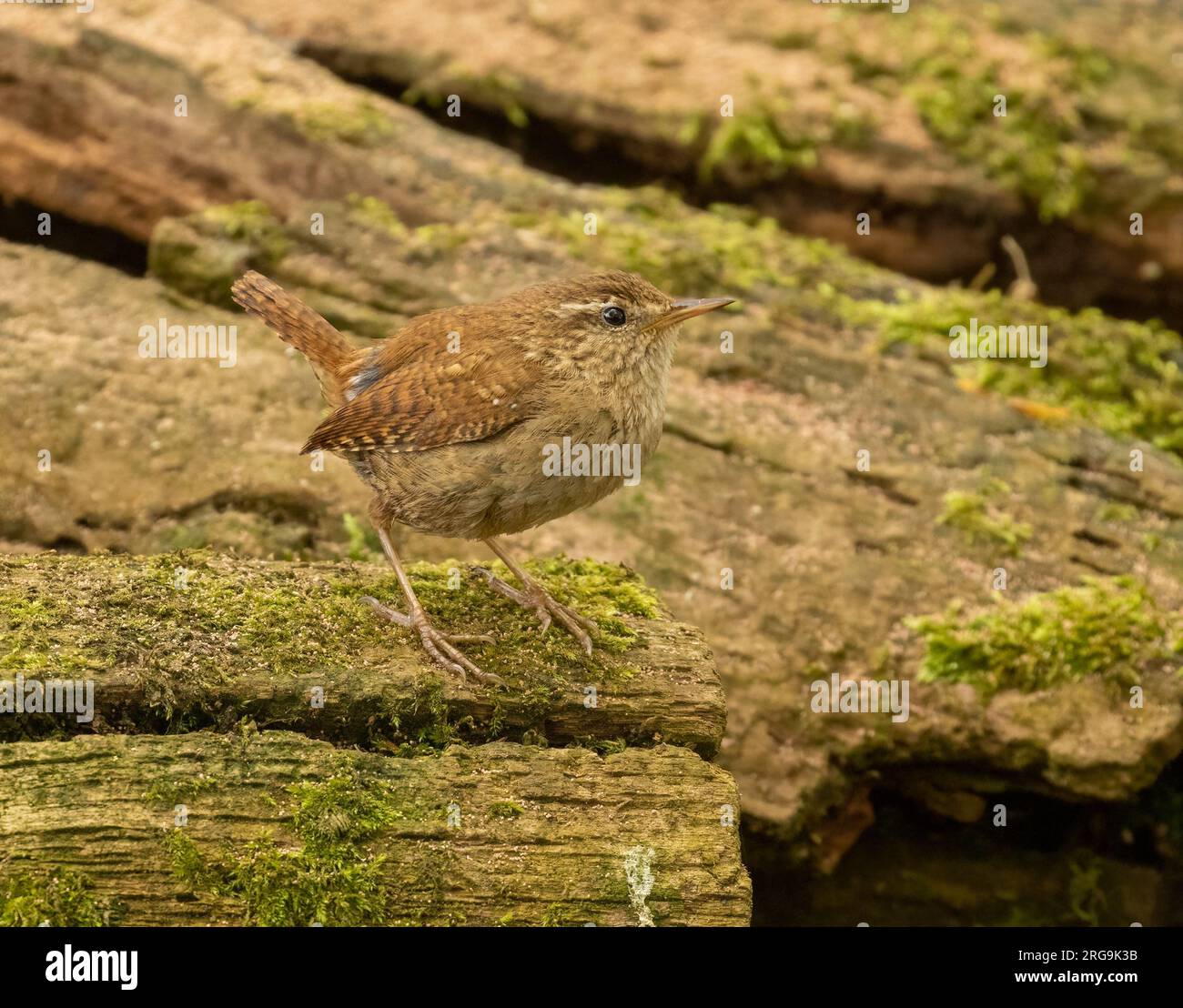 Piccolo uccello wren che cerca cibo intorno a vecchi tronchi d'albero nella foresta con sfondo naturale Foto Stock