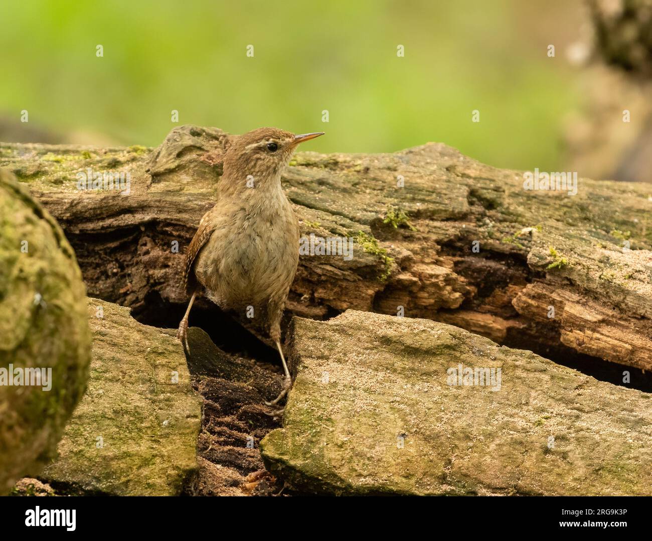 Piccolo uccello wren che cerca cibo intorno a vecchi tronchi d'albero nella foresta con sfondo naturale Foto Stock