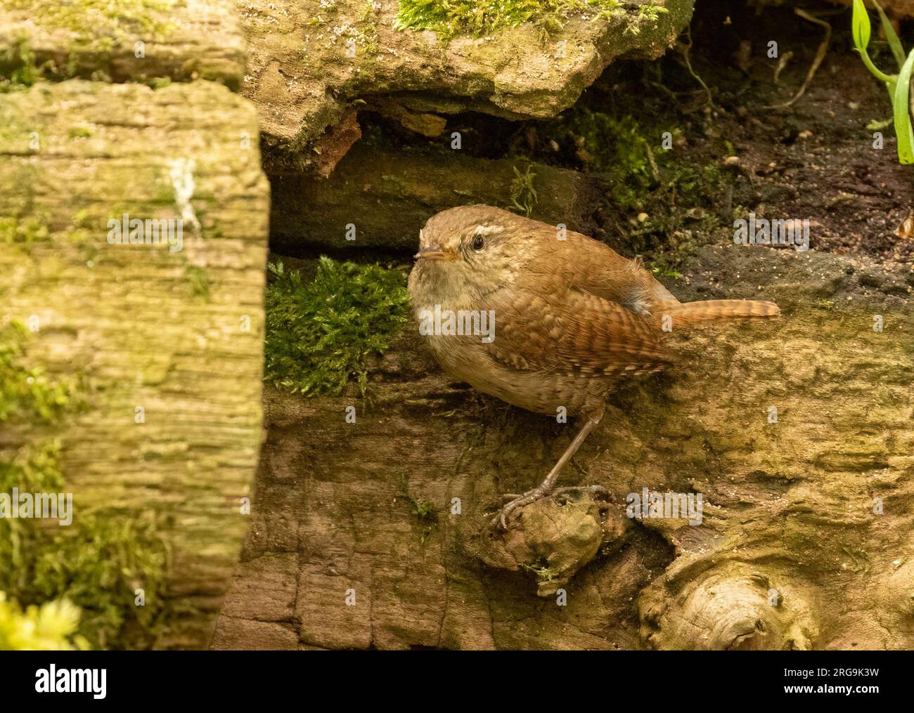 Piccolo uccello wren che cerca cibo intorno a vecchi tronchi d'albero nella foresta con sfondo naturale Foto Stock